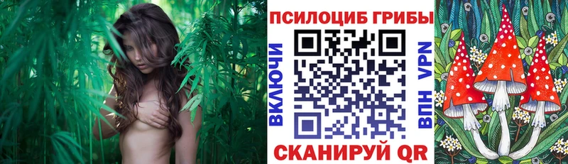 как найти закладки  Котлас  Галлюциногенные грибы мицелий 